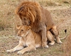 LionsMating