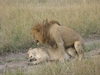 LionsMating