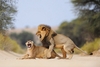 LionsMating