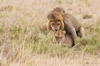 LionsMating