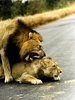 LionsMating