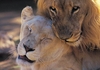 LionsMating
