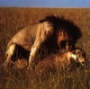 LionsMating