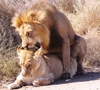 LionsMating