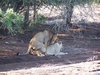 LionsMating