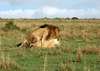 LionsMating