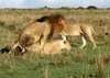 LionsMating