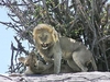 LionsMating