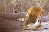 LionsMating