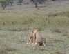 LionsMating