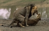 LionsMating