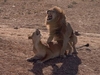 LionsMating