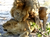 LionsMating