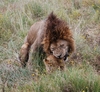 LionsMating