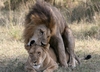 LionsMating