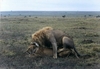 LionsMating