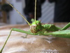 Giant thorny phasmid