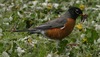 American robin (Turdus migratorius)