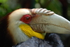 Hornbill