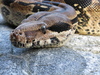 Columbian Boa Constrictor (Boa constrictor)