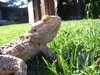 Bearded Dragon (Pogona Vitticeps)