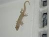 Hemidactylus