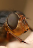 Aussie blowfly