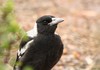 Aussie magpie