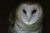 Barn Owl (Tyto alba)