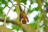 Ryukyu Flying Fox (Pteropus dasymallus)