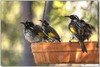 Busy at the bath today 1 New Holland honeyeater (Phylidonyris novaehollandiae)