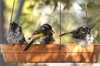 Busy at the bath today 2 New Holland honeyeater (Phylidonyris novaehollandiae)