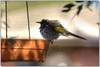 Busy at the bath today 4 New Holland honeyeater (Phylidonyris novaehollandiae)