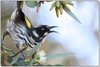 New Holland honeyeater