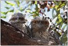 Tawny Frogmouths