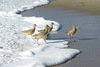 Godwits