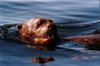 Giant Otter, Pteronura brasiliensis