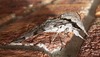 Australia bush moth