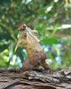 Cicada breaking out