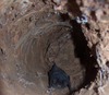 Micro bats