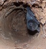 Micro bats