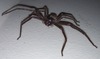 Spiders