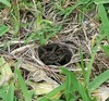 Spiders - wolf spider I think?