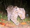 New Clouded Leopard Species Comes in 2 Unique Types  [LiveScience 2011-01-25]