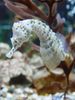 Secret of the Sea Horse: How Creature Got its Curve  [LiveScience 2011-01-25]