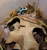 poison dart frogs