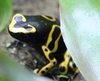 poison dart frogs