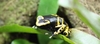poison dart frogs