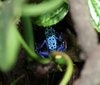 poison dart frogs