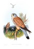 Common Kestrel (Tinnunculus alaudarius). John Gould